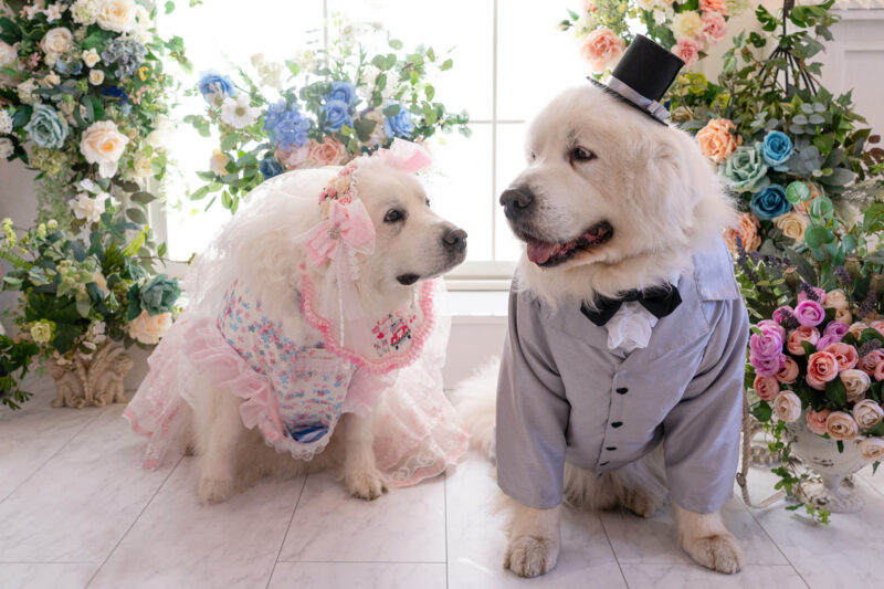 愛犬の結婚写真を貸切スタジオで撮影