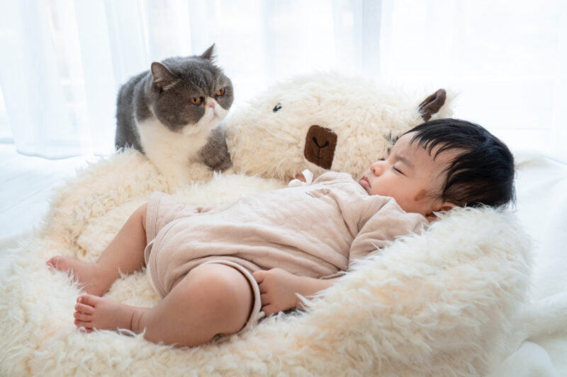 赤ちゃんと猫の癒し写真、貸切スタジオで子供の記念撮影